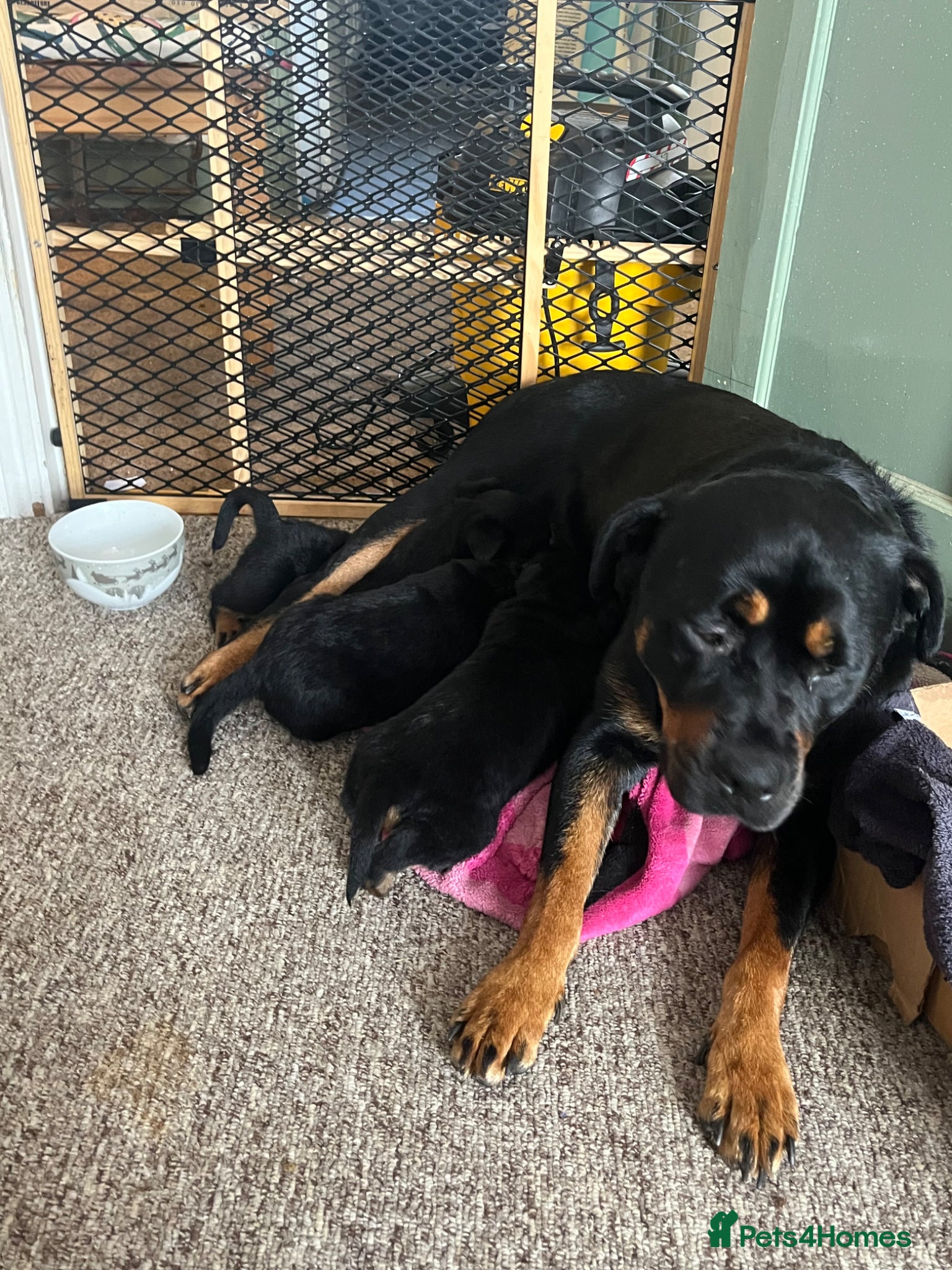 Rottweiler dogs for sale: Beautiful Chucky rottie pups - Advert 9
