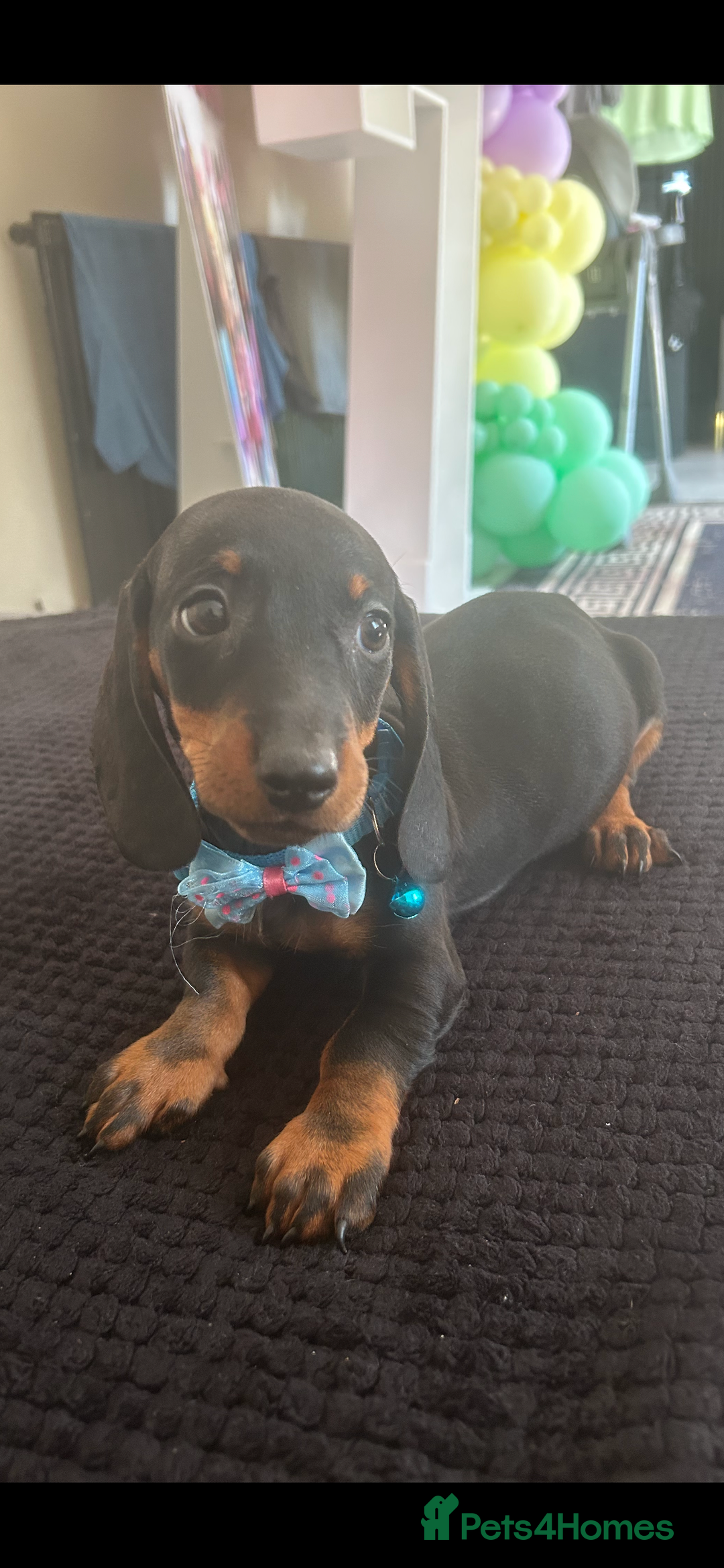 Dachshund dogs for sale: !READY TO LEAVE! REDUCED ! miniature dachshunds  - Image 16