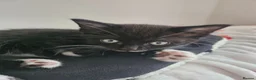 Mixed Breed cats for sale: 2 boy kittens for sale  in Bridgwater - Advert 2
