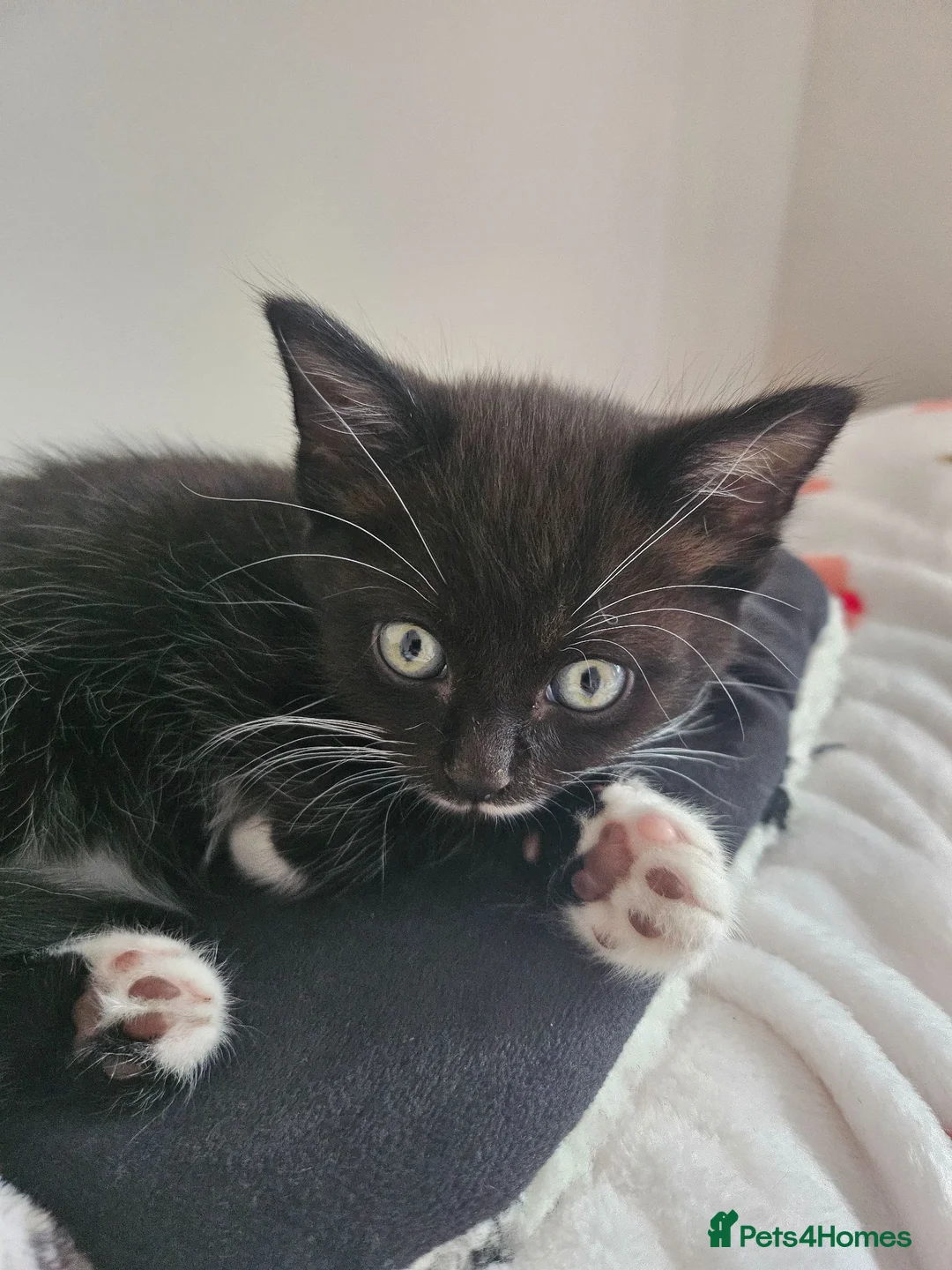 Mixed Breed cats for sale: 2 boy kittens for sale  in Bridgwater - Advert 2
