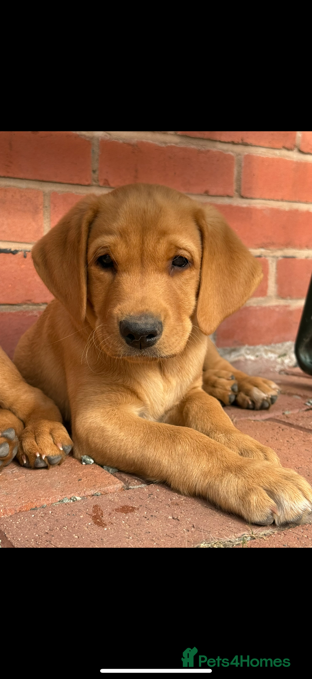 Labrador Retriever dogs for sale: Ready to leave - KC Fox Red Labrador puppies - Image 17