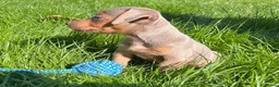 Jack Russell dogs for sale: Ready to leave lilac jack Russell’s  - Advert 4