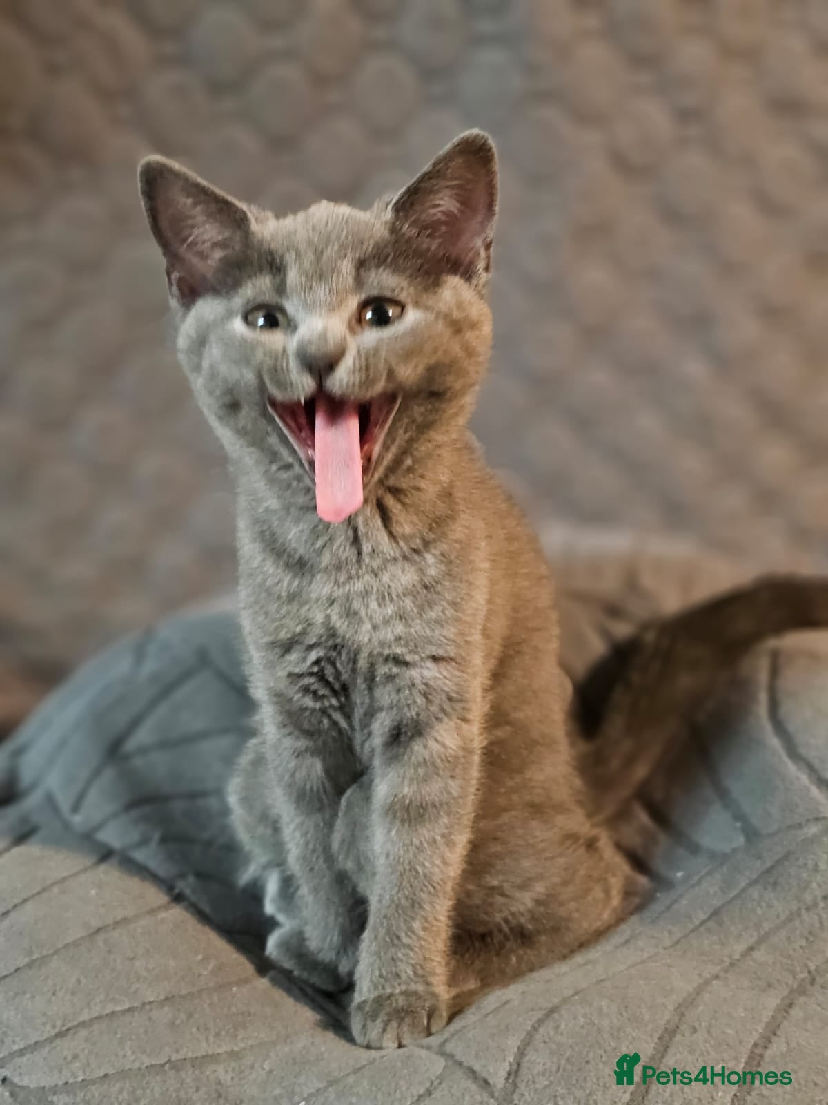 Russian Blue cats Pure Russian blue kittens. READY TO LEAVE  - Advert 17