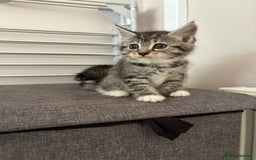 Mixed Breed cats for sale: Silver & brown British shorthair / bengal kittens  - Image 16