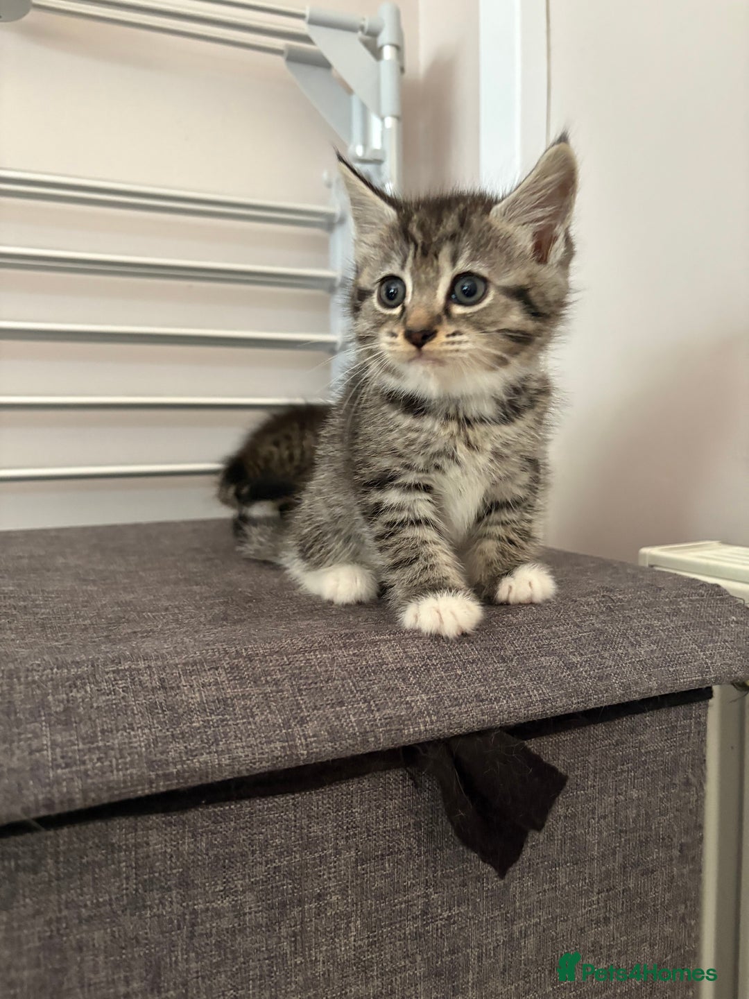 Mixed Breed cats for sale: Silver & brown British shorthair / bengal kittens  - Image 16