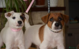 Fox Terrier dogs for sale: Smooth Fox Terrier  - Image 7