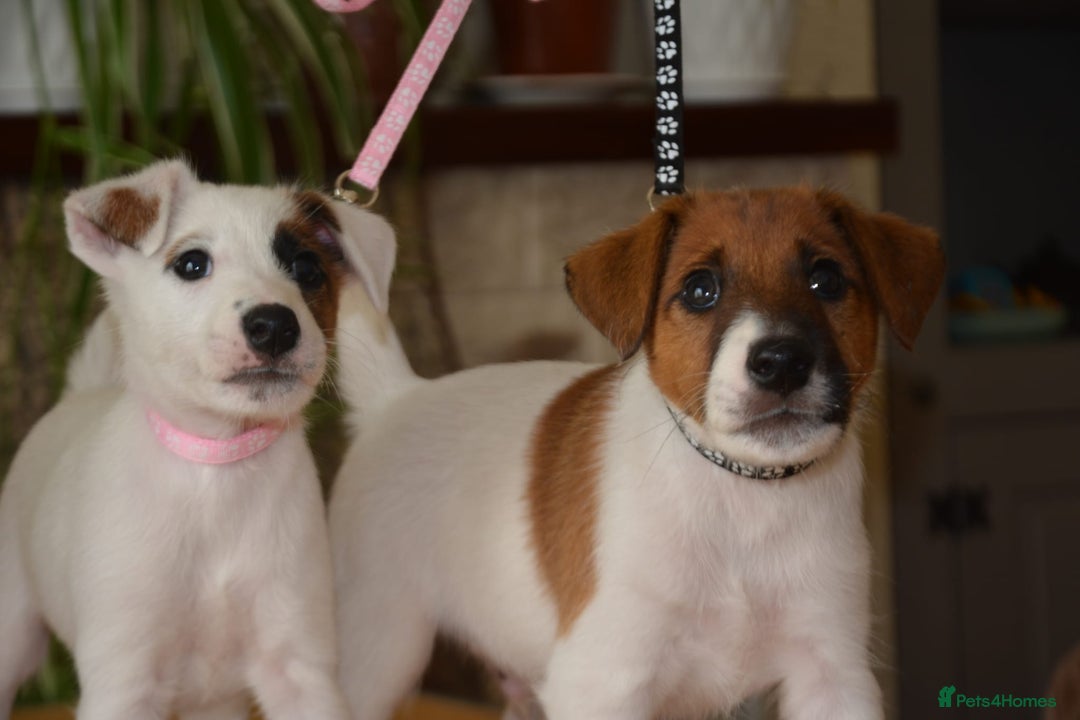 Fox Terrier dogs for sale: Smooth Fox Terrier  - Image 7