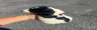 Cocker Spaniel 1