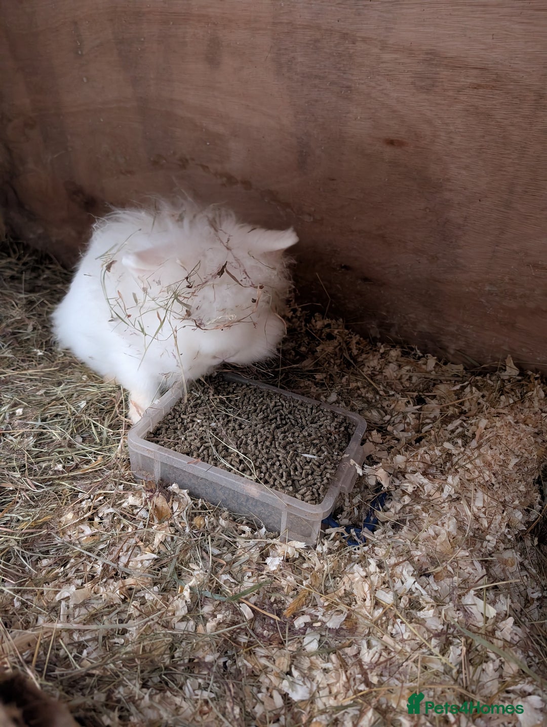 Lionhead rabbits for sale:  trio of lionheads - Advert 2