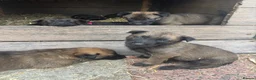 Belgian Shepherd Dog dogs for sale: True to type Belgian Malinois Pups  - Advert 18