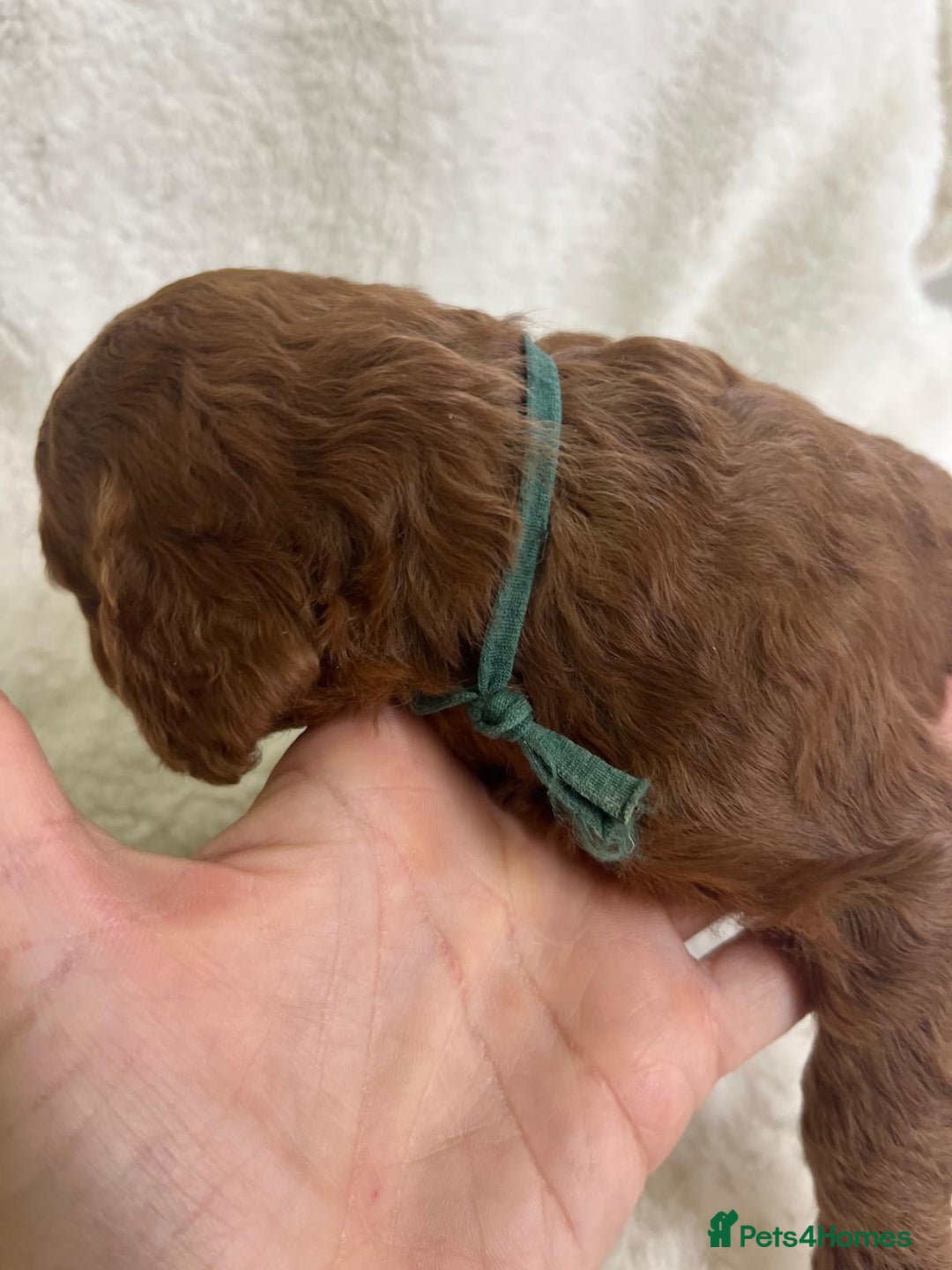Goldendoodle dogs for sale: Outstanding Quality health tested Goldendoodles  - Image 16