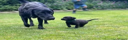 Labrador Retriever dogs for sale: FTCH KC Labrador puppies - Advert 9