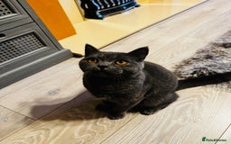 British Shorthair cats for sale: Adorable Active Pure British short hair - Image 7