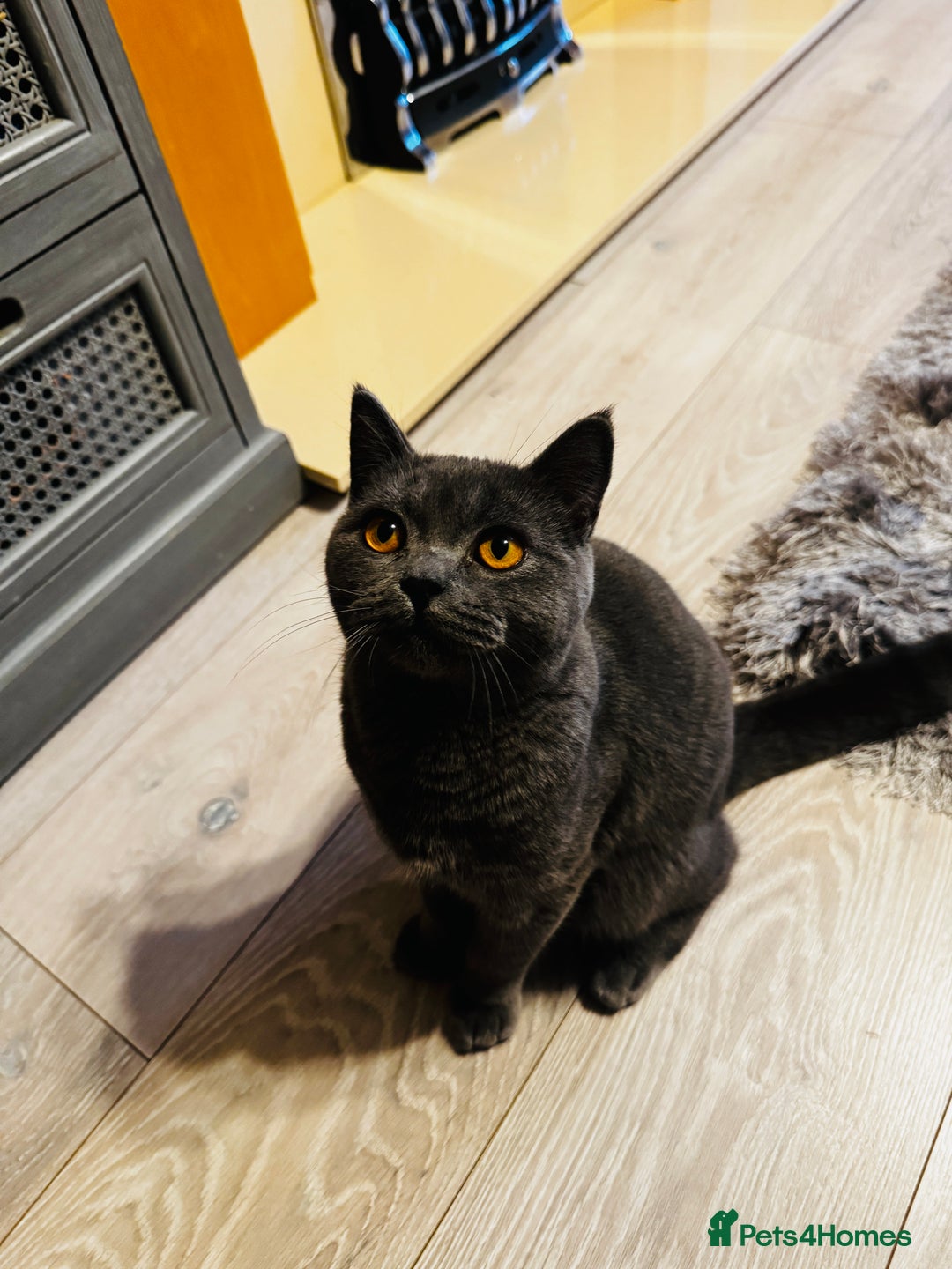 British Shorthair cats for sale: Adorable Active Pure British short hair - Image 7