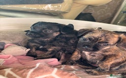 Jug dogs for sale: Jug puppies  - Image 9