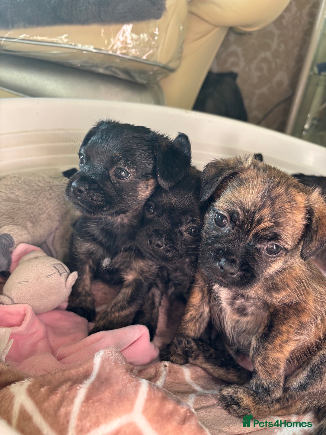 Jug dogs for sale: Jug puppies  - Image 9