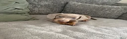 Miniature Dachshund dogs for sale: Miniature Isabella and tan boy  - Advert 7