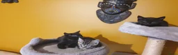 Mixed Breed cats for sale: 3 beautiful kittens - Advert 3