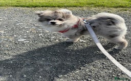 Pomsky dogs for sale: Pomeranian Merle Puppy one left  - Image 15