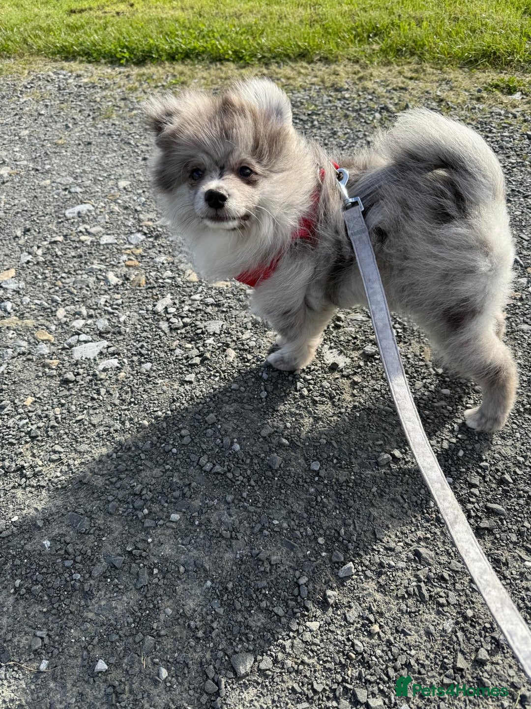 Pomsky dogs for sale: Pomeranian Merle Puppy one left  - Image 15