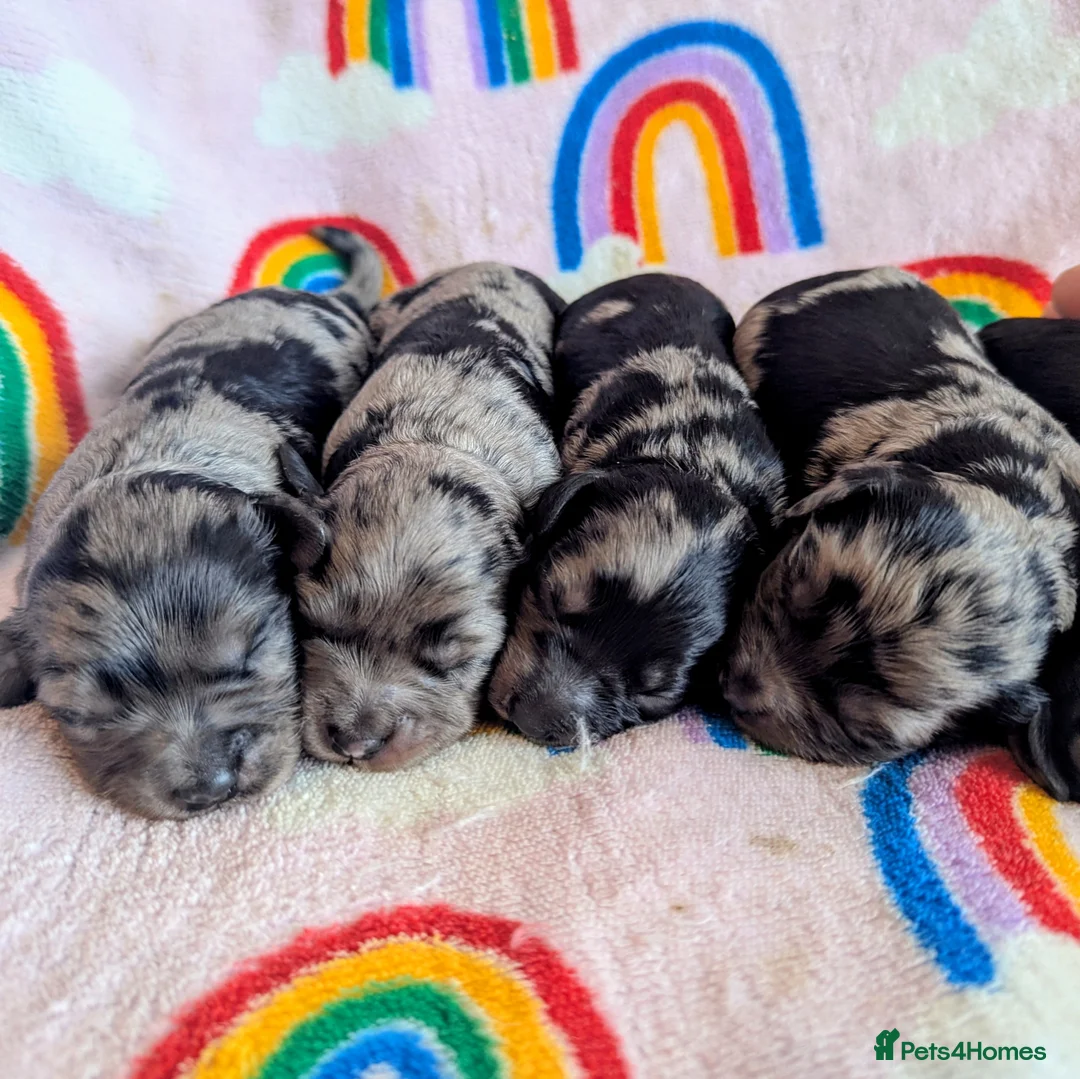 Cavapoo dogs for sale: DNA health tested Merle Cavapoos - Advert 14