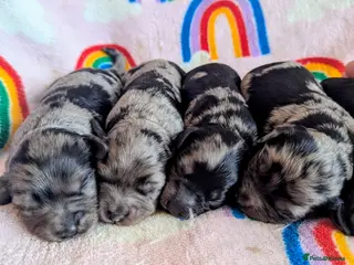 Cavapoo dogs DNA health tested Merle Cavapoos - Advert 2