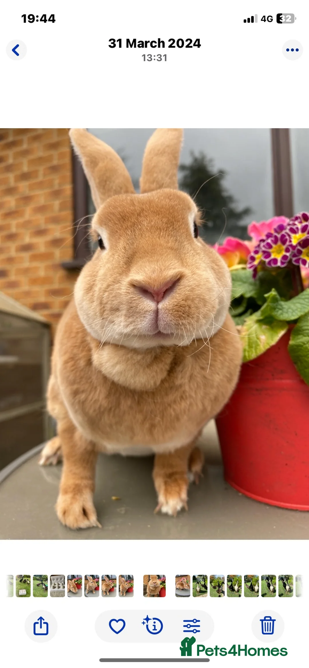 Rex rabbits for sale: 3 year old Orange Standard Rex Doe  - Advert 2