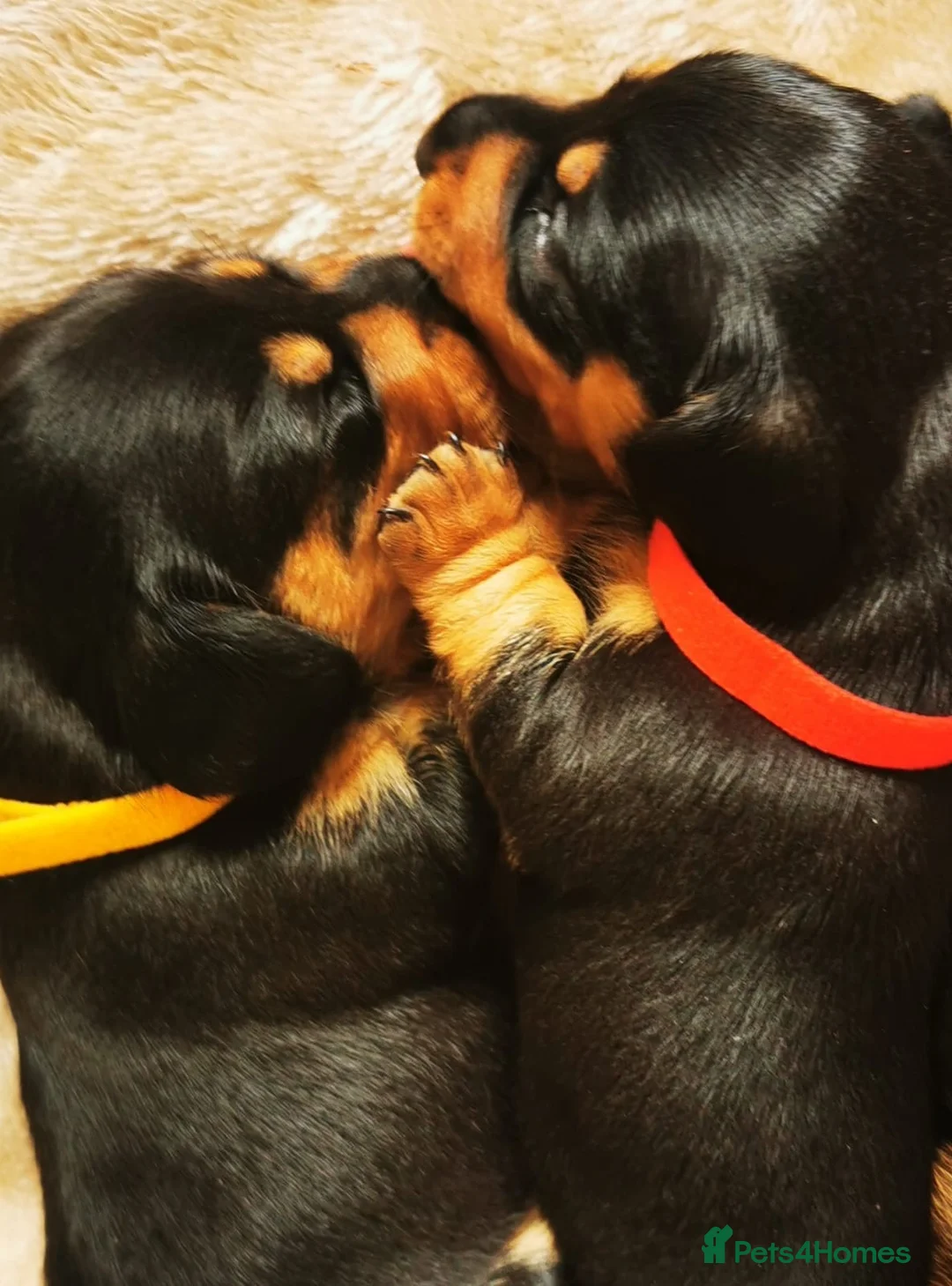 Miniature Dachshund dogs for sale: KC Stunning litter of girls 💗 - Advert 2