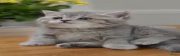 British Shorthair cats for sale: TICA/GCCF Adorable BSH/LH Girls  - Advert 9
