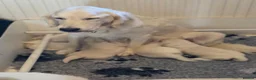 Golden Retriever dogs for sale: Palest cream puppies for sale - Advert 5