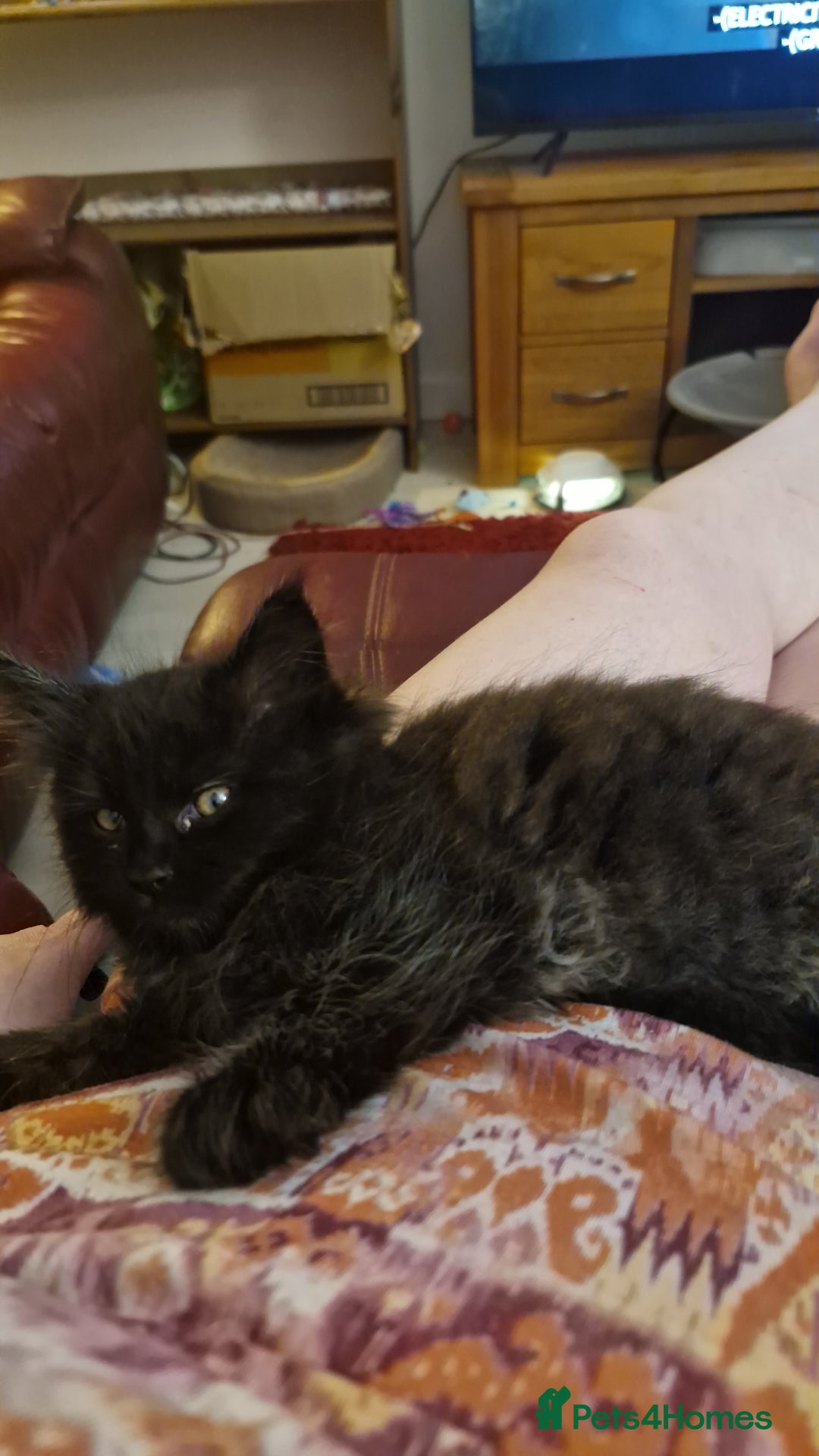 Maine Coon cats for sale: Maincoon x ragdoll  - Image 23