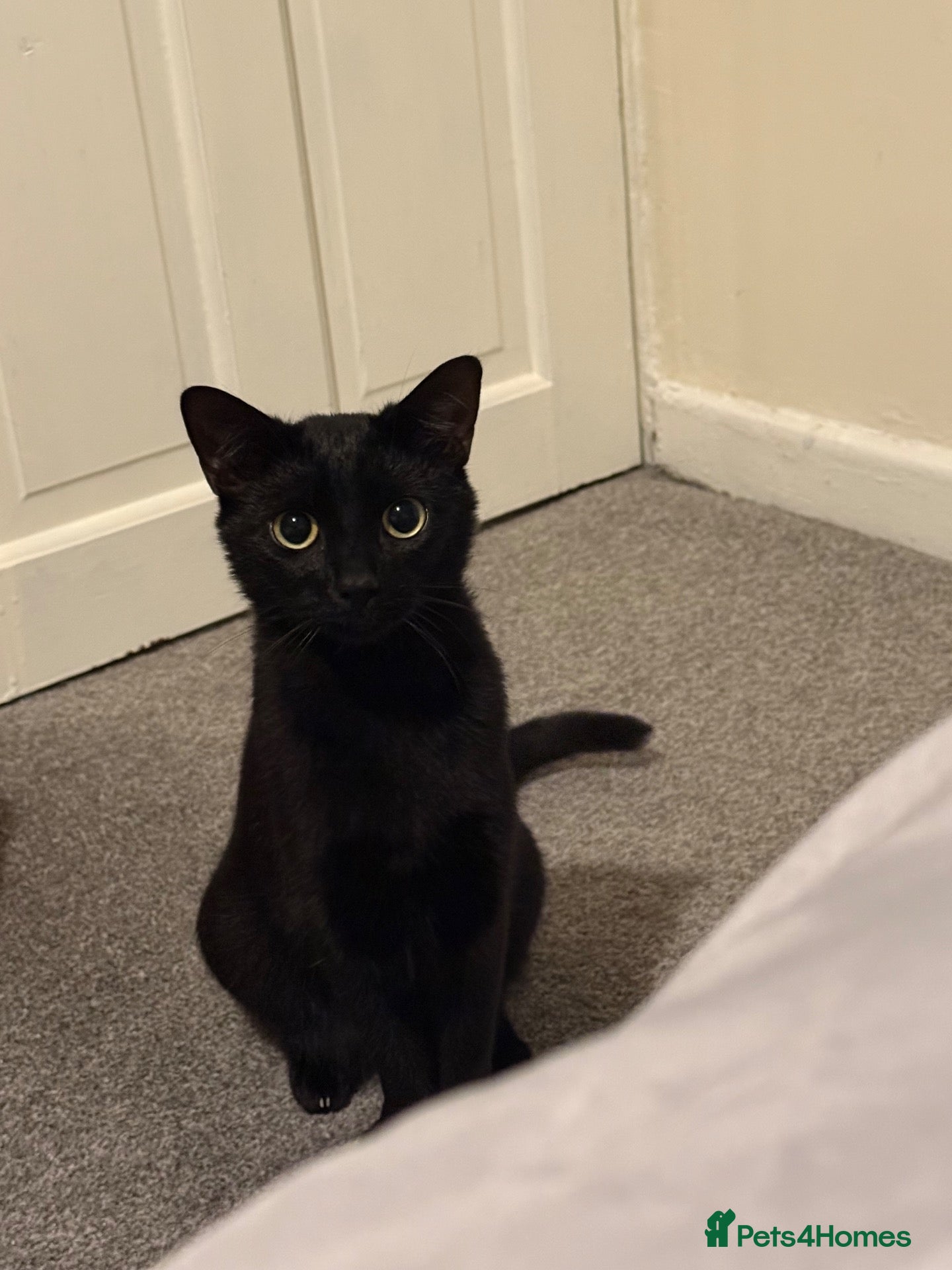Mixed Breed cats Little lady looking for a home - Advert 1