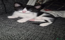 Mixed Breed cats for sale: 2 gorgeous mixed colour boys - Image 7