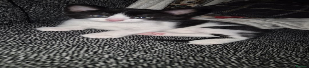 Mixed Breed Kitten 1