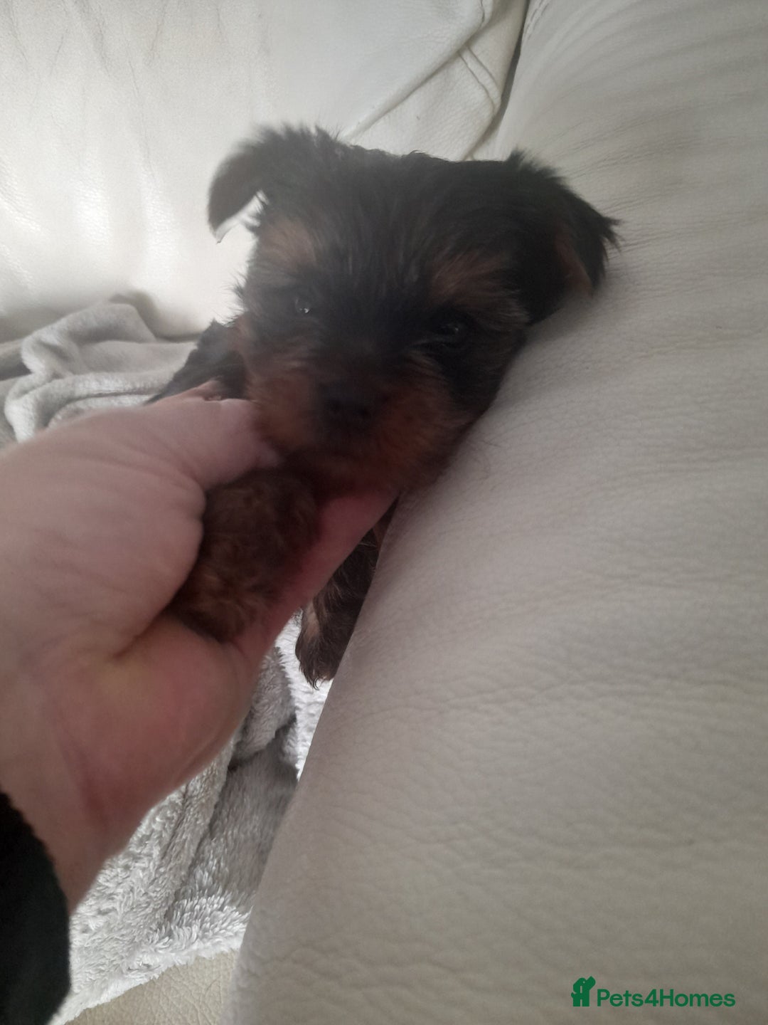 Yorkshire Terrier dogs for sale: Puppy Yorkshire terrier - Image 4