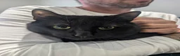 Mixed Breed cats for sale: Shadow tabby he is mixed bengle and short hair in Farnham - Advert 11