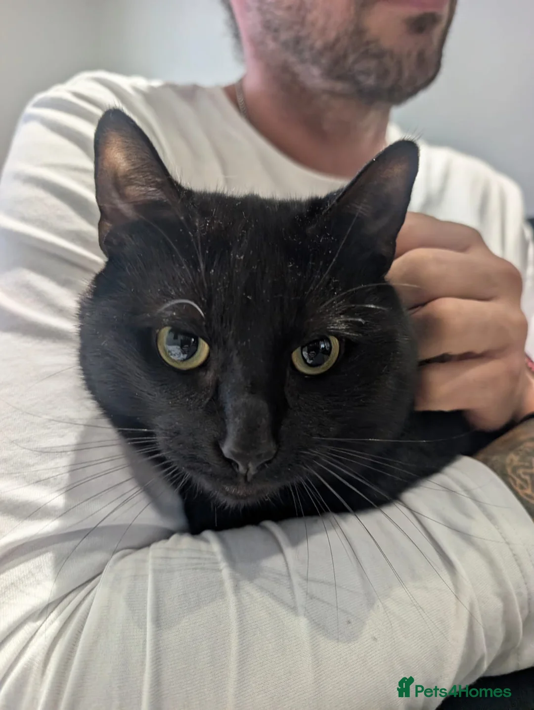 Mixed Breed cats for sale: Shadow tabby he is mixed bengle and short hair in Farnham - Advert 11