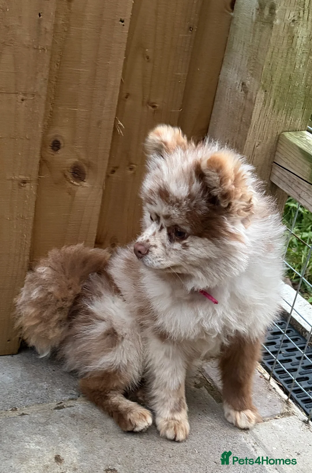 Pomeranian dogs for stud: Chocolate merle stud Pomeranian  in Wisbech - Advert 3