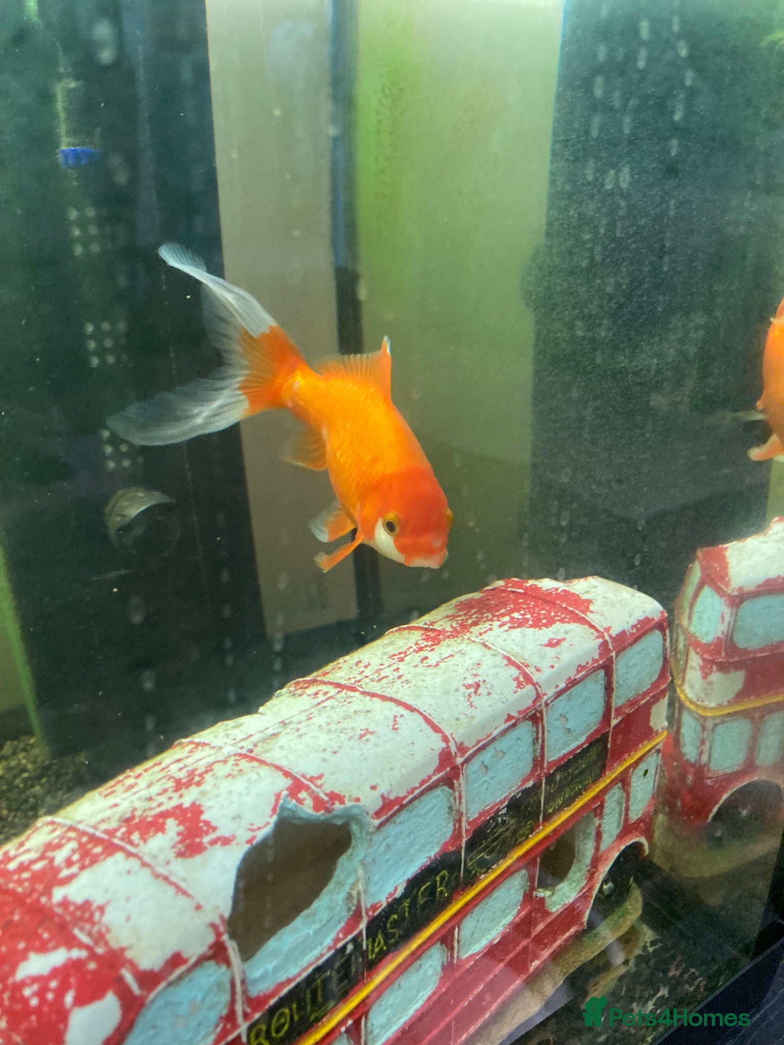 Goldfish fish 2 x goldfish  - Advert 1