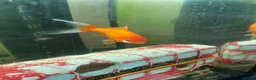 Goldfish fish for sale: 2 x goldfish  - Advert 1