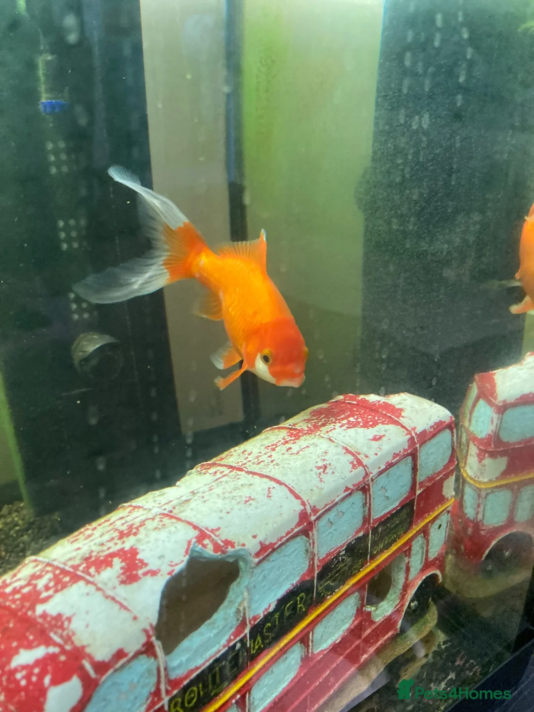 Goldfish fish for sale: 2 x goldfish  - Advert 1