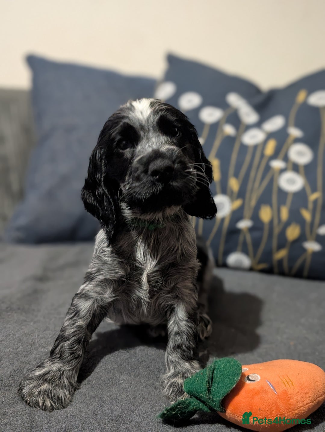 Cocker Spaniel dogs for sale: Beautiful Show Cocker Puppies. Health tested.  - Advert 10