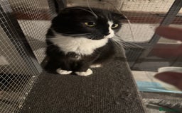 Scottish Fold cats for sale: Beautiful Scottish fold girl pet only  - Image 3