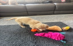 Golden Retriever dogs for sale: Beautiful Golden Retriever puppies - Image 19