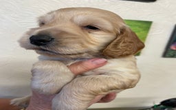 Cocker Spaniel dogs for sale: SHOW TYPE COCKER SPANIEL PUPS - Image 15