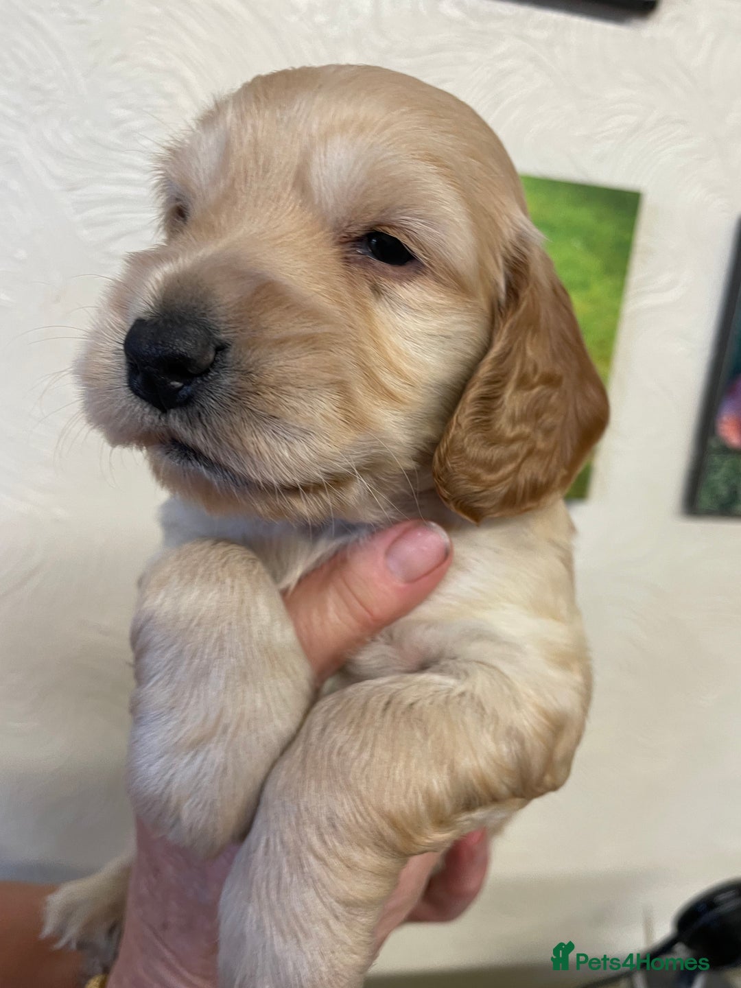 Cocker Spaniel dogs for sale: SHOW TYPE COCKER SPANIEL PUPS - Image 15