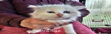 Ragdoll Kitten orange