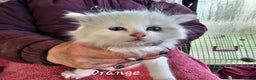 Ragdoll cats for sale: Stunning pure Ragdolls  - Advert 25