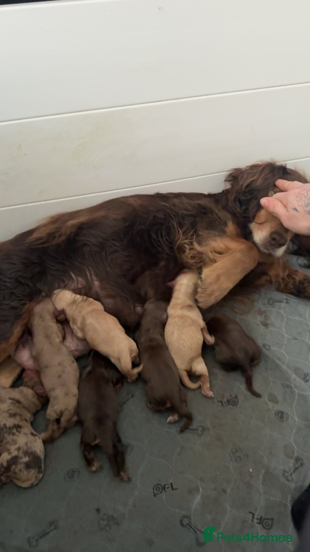 Cocker Spaniel dogs for sale: 7 stunning cocker spaniels  - Advert 2