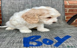 Cockapoo dogs for sale: Beautiful Cockapoo puppies - Image 7